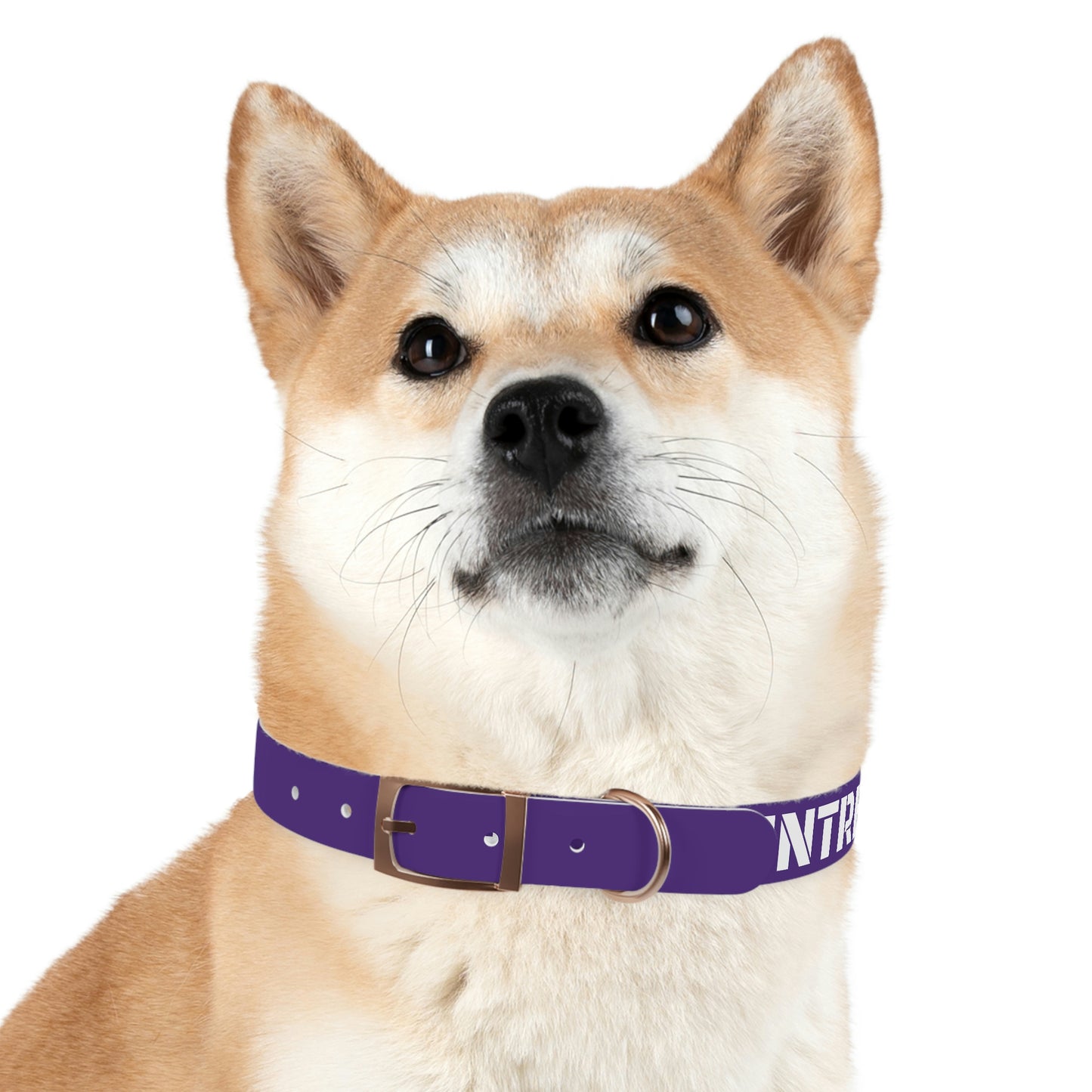 RAM REC CENTRE GUARD Dog Collar